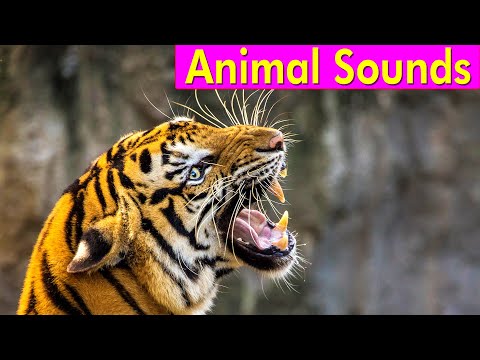 Video: Koks gyvūnas garsiai riaumoja?