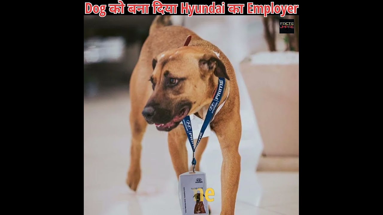 Dog🐕ko बना दिया😲Car  Showroom का Salesman😀|Hyundai😳Tucson Prime|