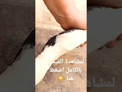 طريقة ذبح البط لوحدك بدون مساعدة أحد