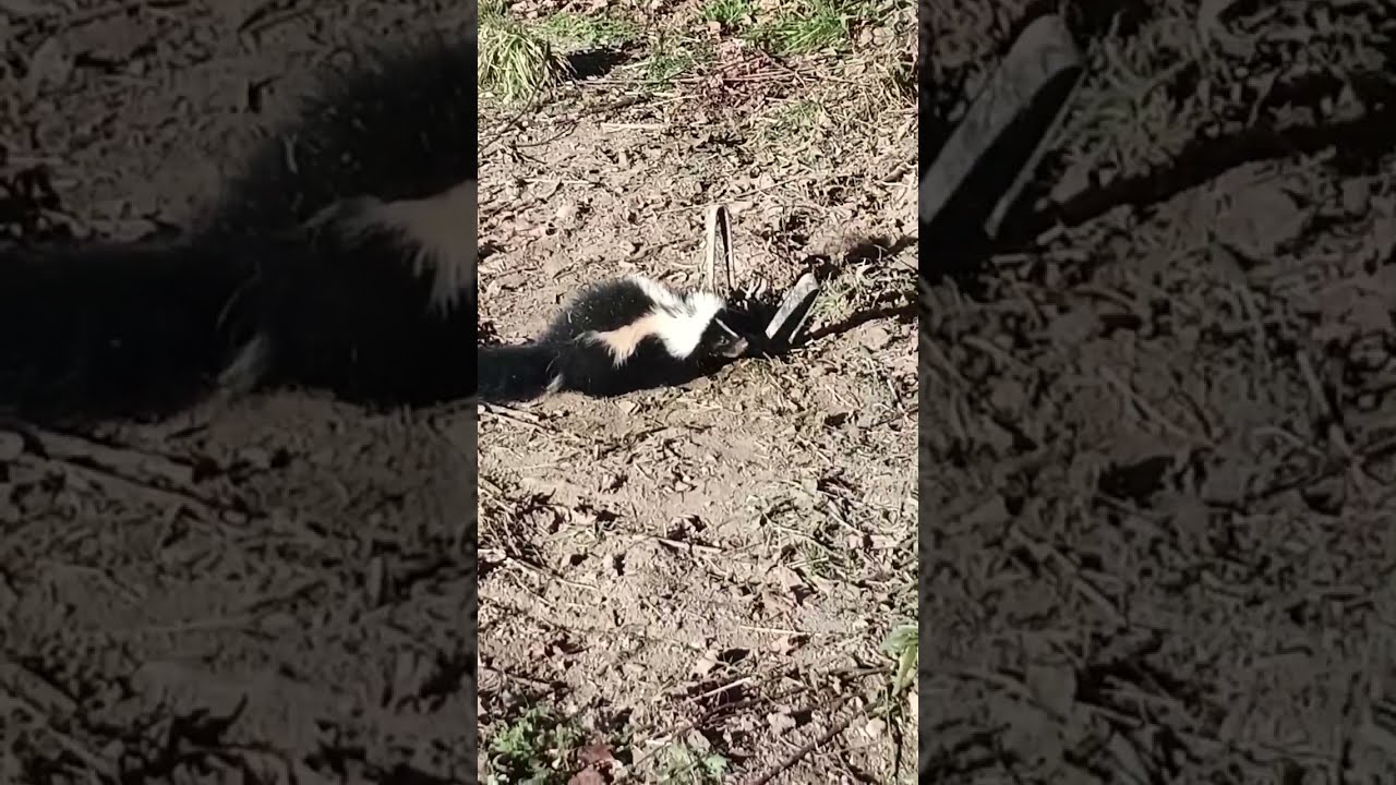 SKUNKED! #realfur #trapper #skunks #pennsylvania #Kayceesoutdoorliving