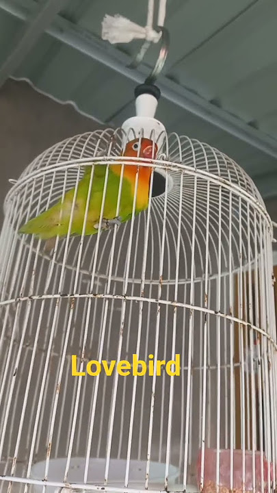 Lovrbird  pemula #jangkauanluas #burunglovebird #salingsupport