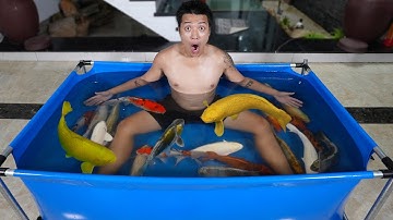 NTN - Thử Thả Cá Koi Vào Bể Bơi (I Bathe With Fish In The Swimming Pool )
