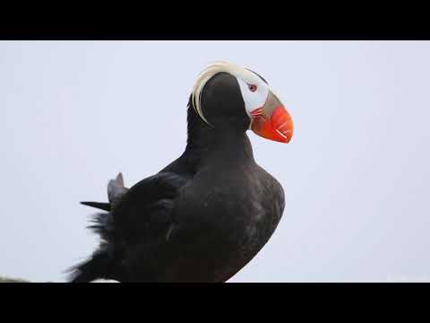 Tufted Puffins
