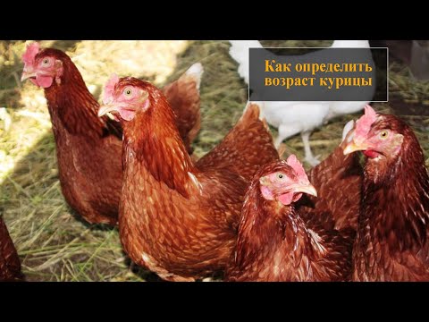 Как определить возраст курицы