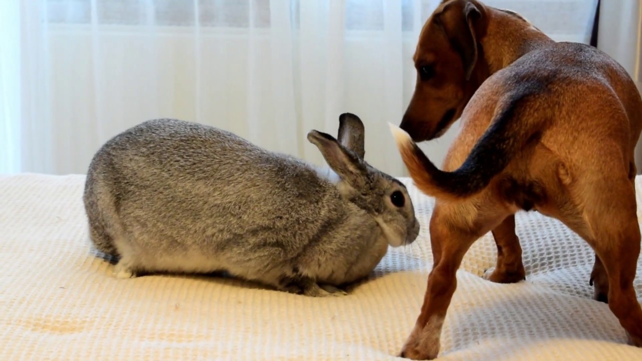 Безответная любовь таксы и кролика. Unrequited love of dachshund and ...