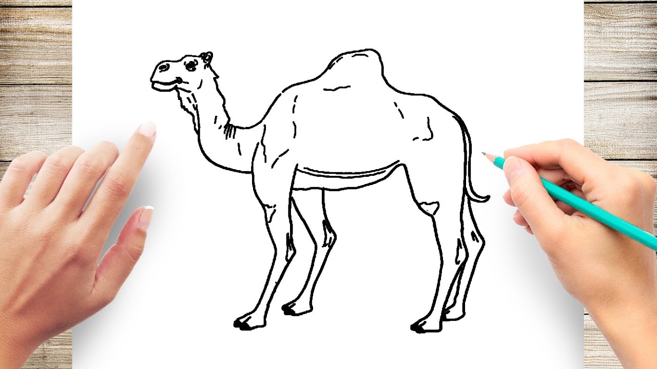 Realistic Drawing CAMEL - YouTube