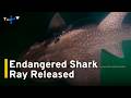 Critically Endangered Singapore-Born Shark Ray Released off Taiwan｜TaiwanPlus News