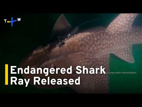 youtube影片:Critically Endangered Singapore-Born Shark Ray Released off Taiwan