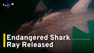 Critically Endangered Singapore-Born Shark Ray Released off Taiwan｜TaiwanPlus News