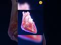 Fun Facts of human heart. | success key official #shorts #shortsfeed