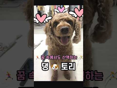 🐶 꿈에서도 산책하는 댕댕이 토리 🐶