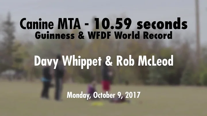 GUINNESS WORLD RECORD - DAVY WHIPPET - Canine MTA (10.59 seconds)