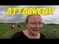Attacked by cows  skipsea castle