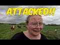 Attacked by Cows! | Skipsea Castle