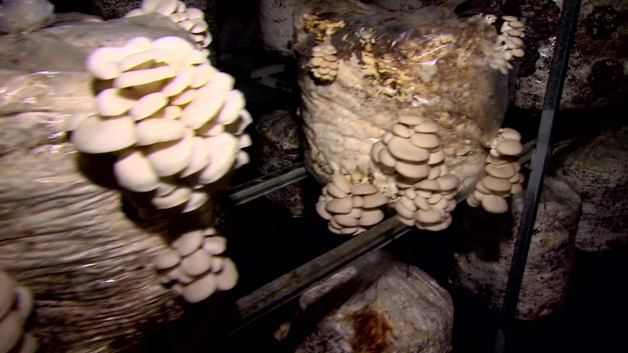 Nota: Producción de Setas (pleurotus ostratus)