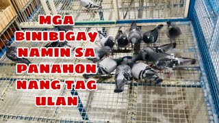 MGA BINIBIGAY NAMIN SA PANAHON NANG TAG ULAN |Reggie Cruz Loft & Aviary #pigeon #pigeonlover