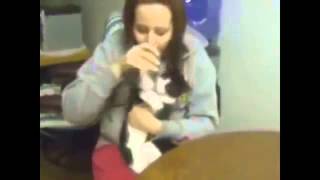 Кошки в воде, прикол! Funny! youtube original Кошки в воде, прикол! Funny! youtube original