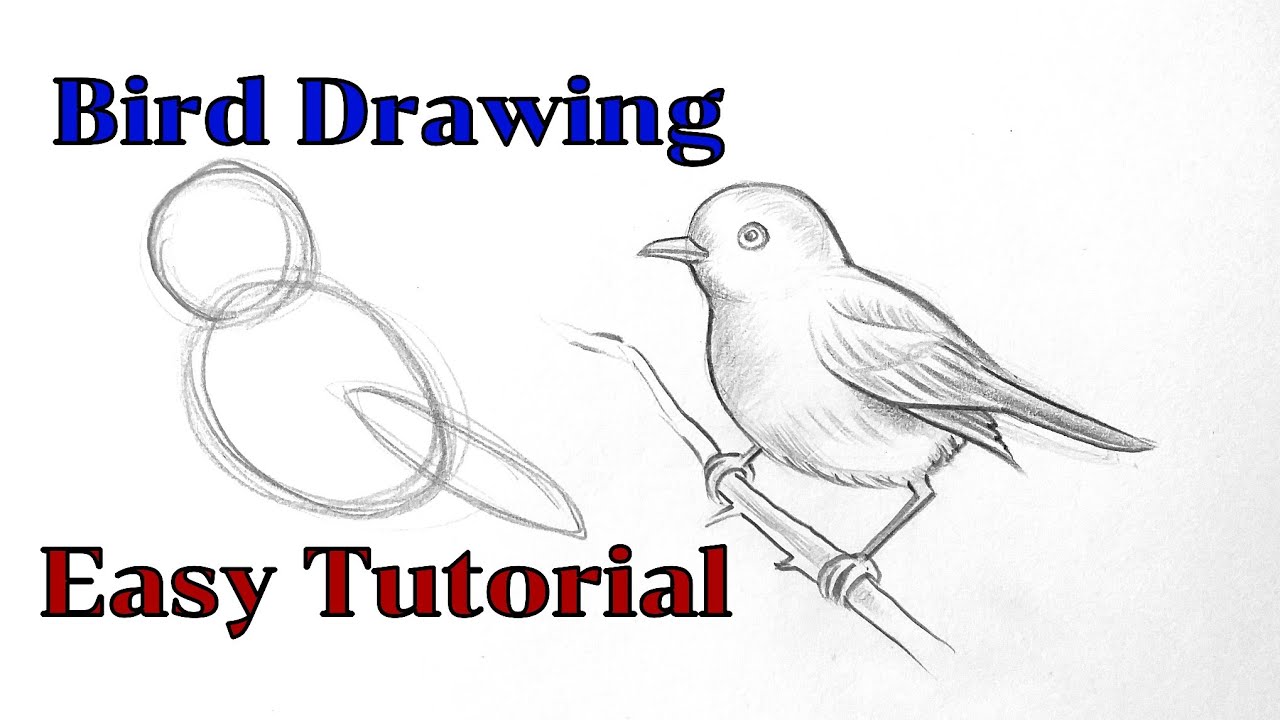 How to draw a bird drawing easy step by step Basic drawing lessons