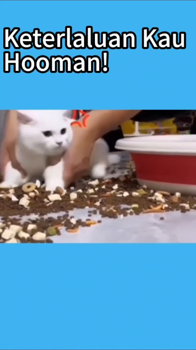 Kucing Yang Disalahkan 🤣