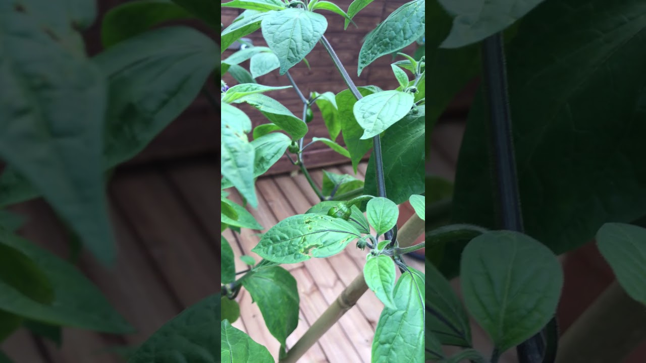 Capsicum Pubescens (Manzano Rojo) flowering and fruiting