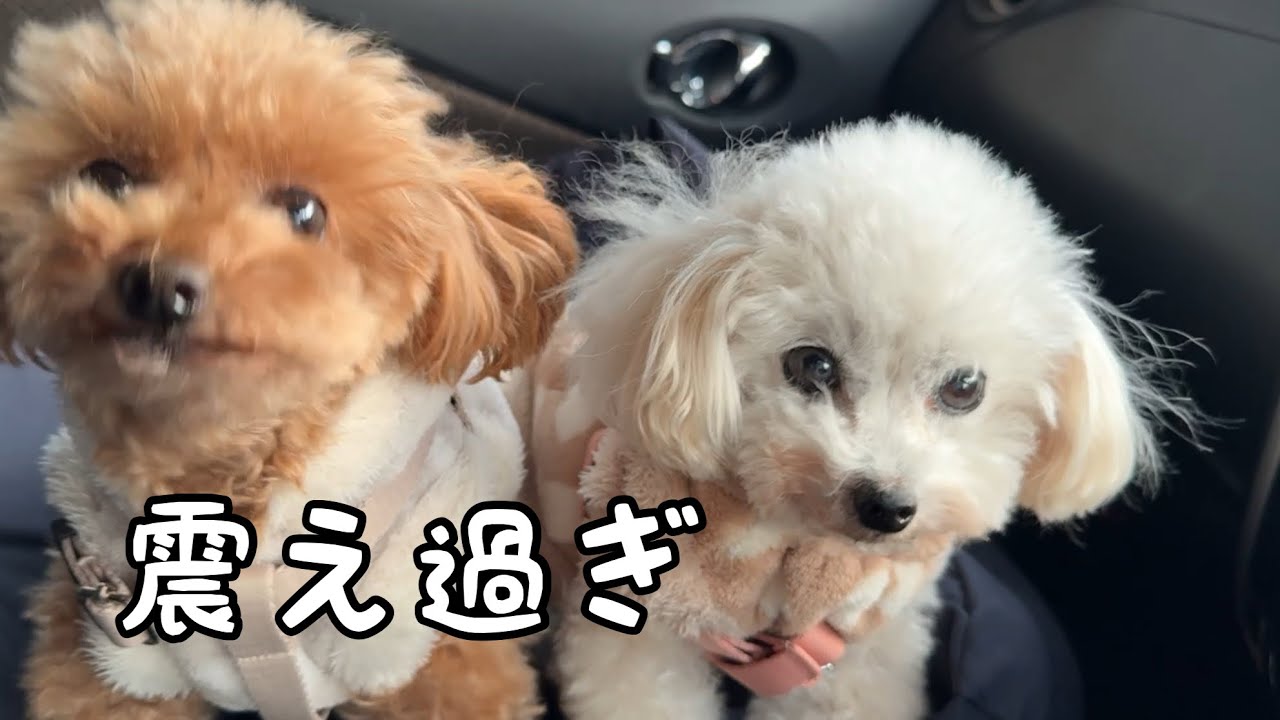 ママとの散歩は気分が乗らないトイプードル #shorts #元保護犬 #可愛い