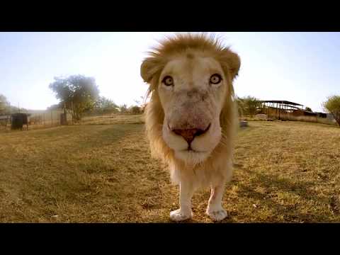 Surrounded by White Lions - 4K 360° VR