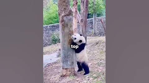 Funny panda| dumbest creatures| panda 🐼 love🫢😃