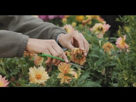 Video: Angelonia Flowers – näpunäiteid Angelonia Summer Snapdragonide kasvatamiseks
