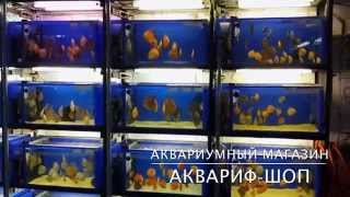 Дискусы Дискусы