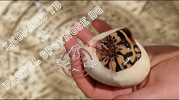 Leopard YB X Pastel Spotnose Desert Ghost