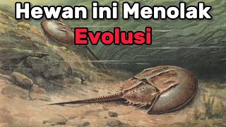 The Belangkas didn't evolve, did they?