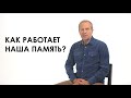 Как работает наша память?