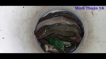 Cắm câu cá trê mùa nước nổi | Điểm mới dính toàn cá trê to | Dính muốn điều cần luôn