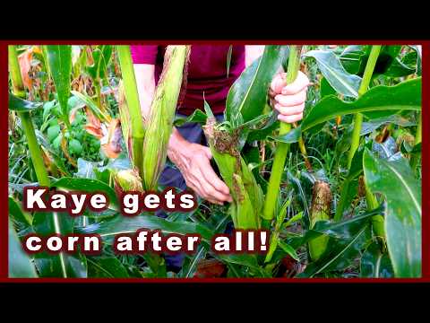 Summer Wrap-Up Part 1 (the long goodbye) #gardenwork