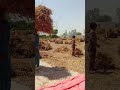 Ar haans agro farm  ki nikwali4