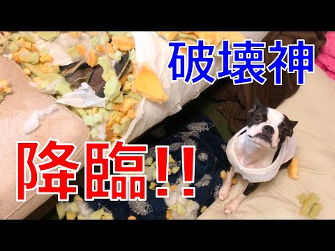 【衝撃】かわいい破壊神にソファーとベッドを壊されたので新しく買い替えました(泣)