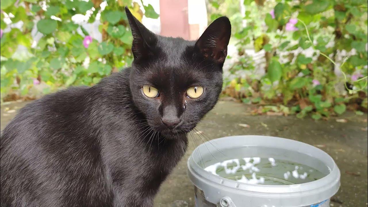 Cats Drinking Water ASMR YouTube