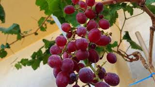 العنب الاحمر اول حصاد على ألاصيص Red seedless grapes