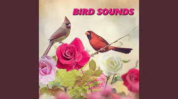 Soft Bird Recordings