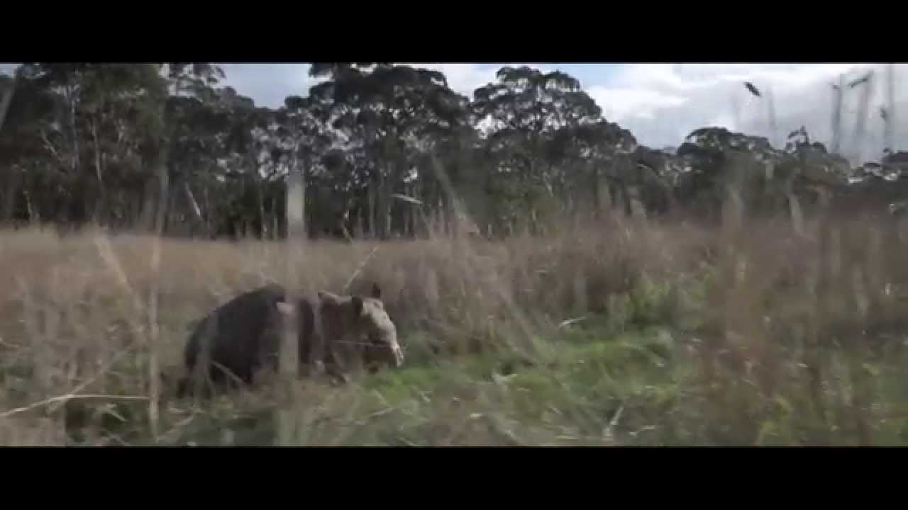Wombat Awareness Organisation