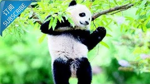 Giant pandas climb trees, and the result is unexpected！