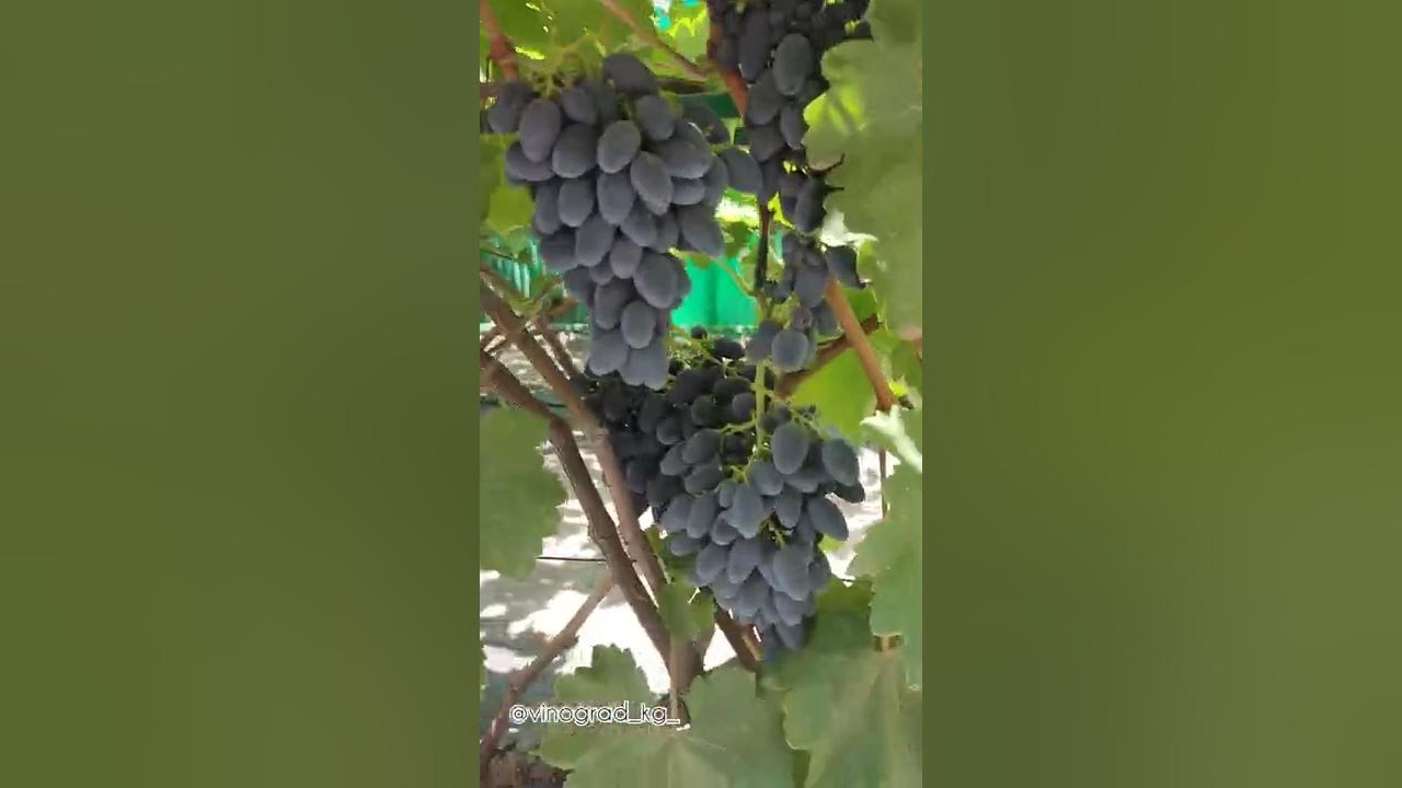 Сорт винограда Подарок Несветая