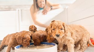 Mini Goldendoodle Puppy Nursery Tour  Their Journey Begins