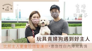 玩具貴婦狗遇到好主人比前主人更會珍惜愛護你患急性白內障見真情