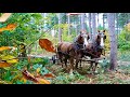 DRAFT HORSES: 🍁Autumn Logging🍁 and Hauling Logs Home to the Sawmill