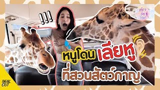 ฝูงยีราฟบุก หนูโดนเลียหู!! ที่สวนสัตว์กาญ | เที่ยวกันไหม