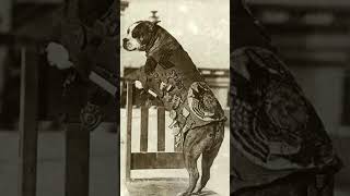 The Amazing Story of Sergeant Stubby!