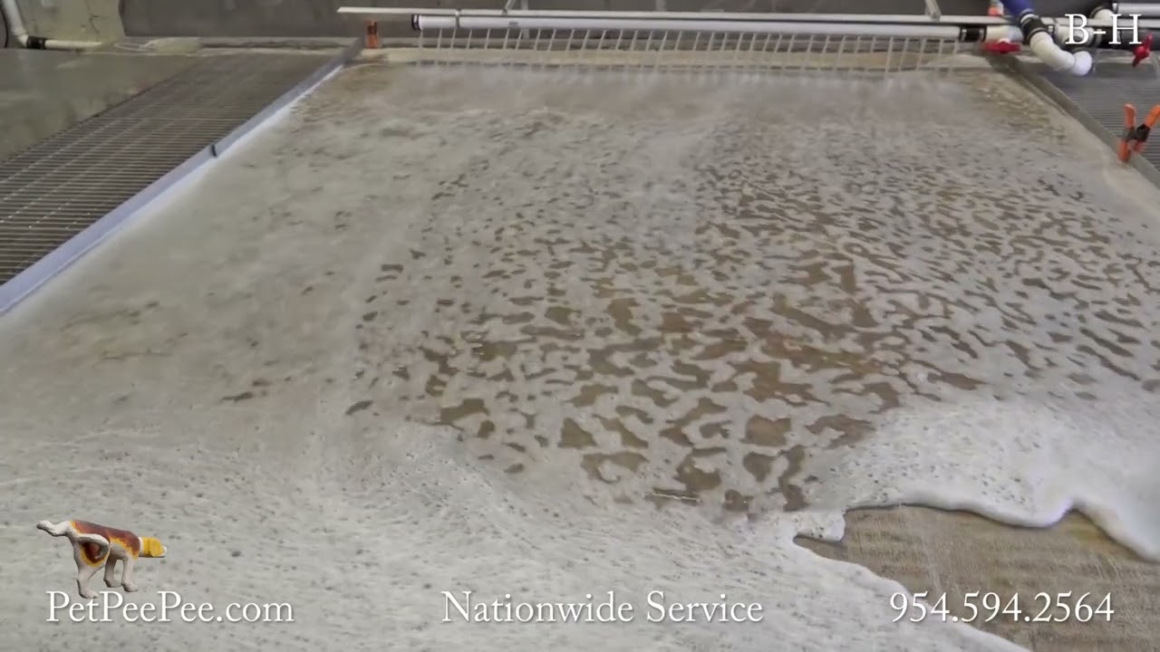 Washing Antique Persian Carpet