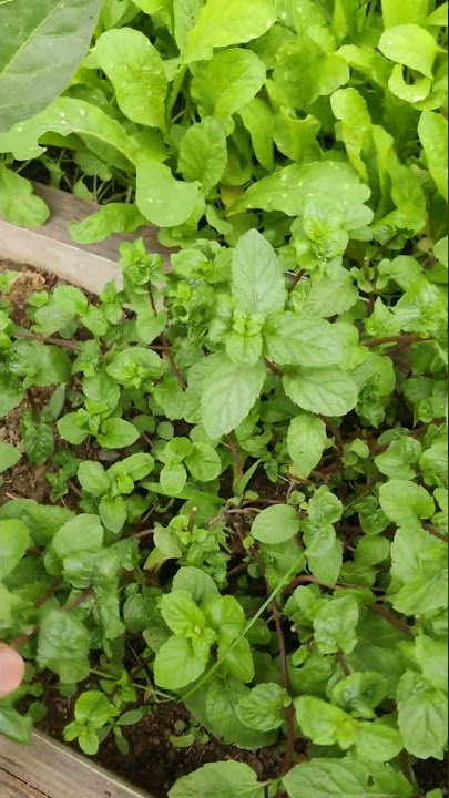 mint leaves, pudina patta .....