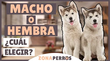 ¿Los perros macho prefieren dueños hembra o macho?